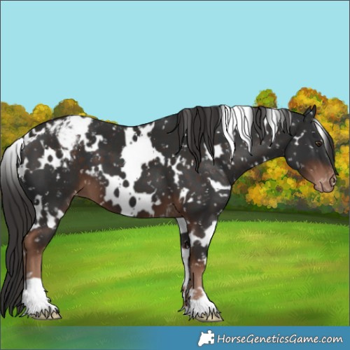 Horse Color:White Spotted Liver Chestnut Appaloosa 