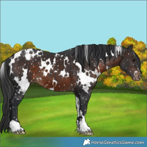 Horse Color:White Spotted Brown Appaloosa 