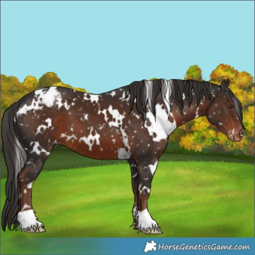 Horse Color:White Spotted Liver Chestnut Appaloosa 