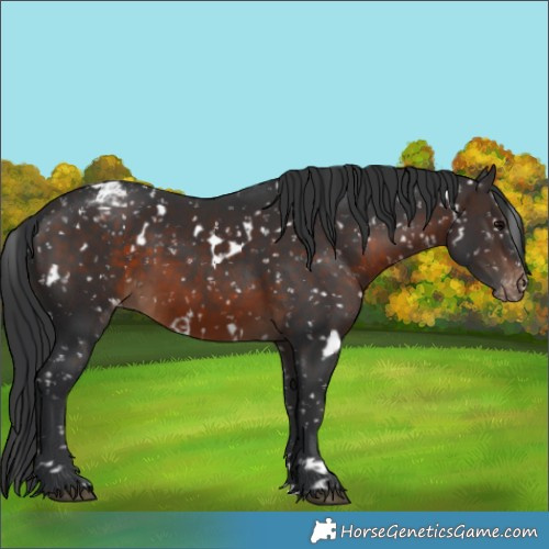 Horse Color:White Spotted Brown Appaloosa 