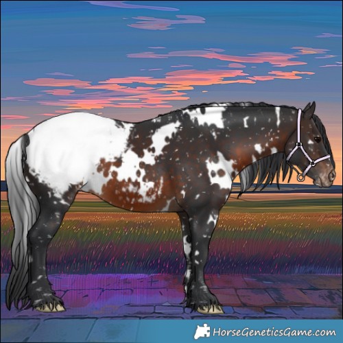 Horse Color:White Spotted Brown Appaloosa 