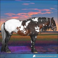 Horse Color:White Spotted Brown Appaloosa 