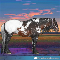 Horse Color:White Spotted Brown Appaloosa 