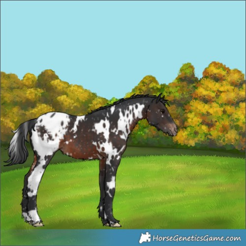 Horse Color:White Spotted Brown Appaloosa 
