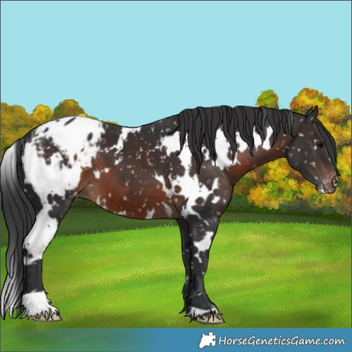 Horse Color:White Spotted Brown Appaloosa