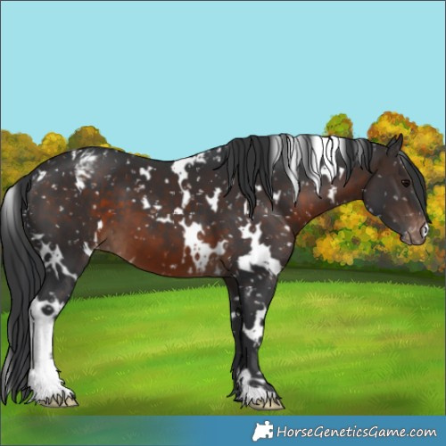 Horse Color:White Spotted Brown Appaloosa 