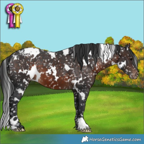 Horse Color:White Spotted Brown Appaloosa 