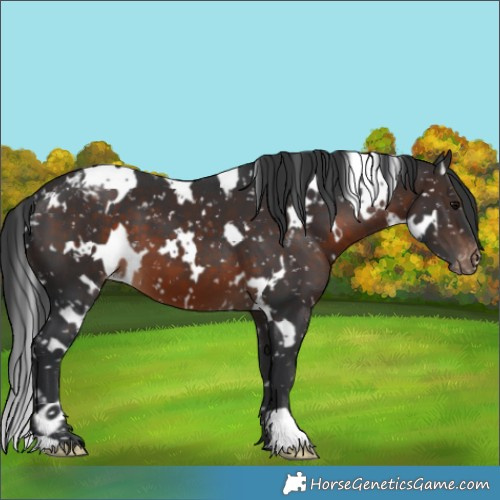 Horse Color:White Spotted Brown Appaloosa 