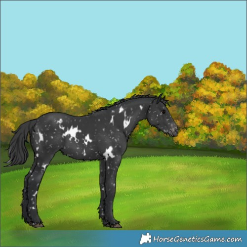 Horse Color:White Spotted Black Appaloosa 