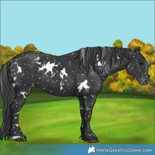 Horse Color:White Spotted Black Appaloosa