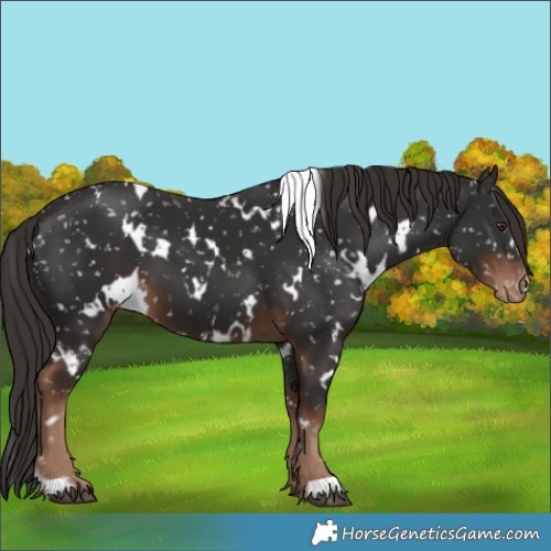Horse Color:White Spotted Liver Chestnut Appaloosa 