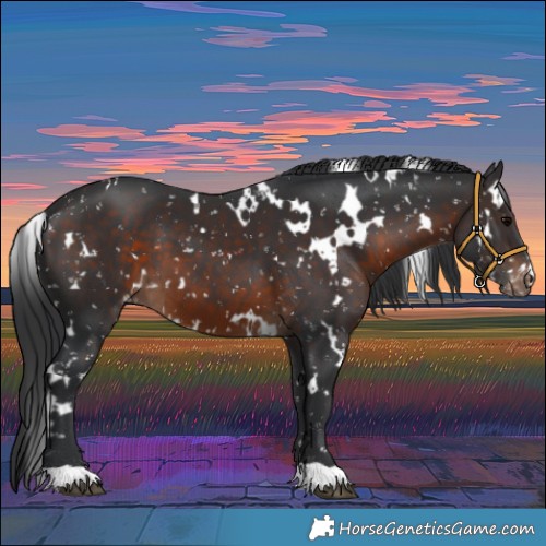 Horse Color:White Spotted Brown Appaloosa 