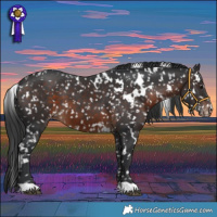 Horse Color:White Spotted Brown Snowflake Varnish