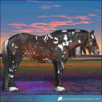 Horse Color:White Spotted Brown Appaloosa 
