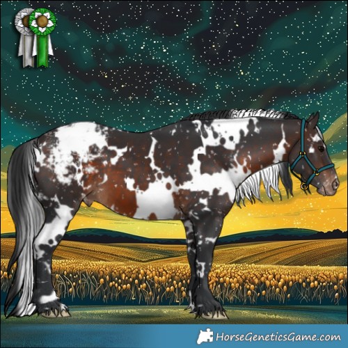 Horse Color:White Spotted Brown Appaloosa 