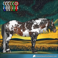 Horse Color:White Spotted Brown Appaloosa