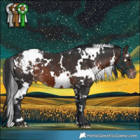 Horse Color:White Spotted Brown Appaloosa 