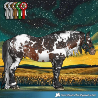 Horse Color:White Spotted Brown Appaloosa