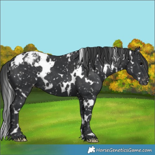 Horse Color:White Spotted Black Appaloosa
