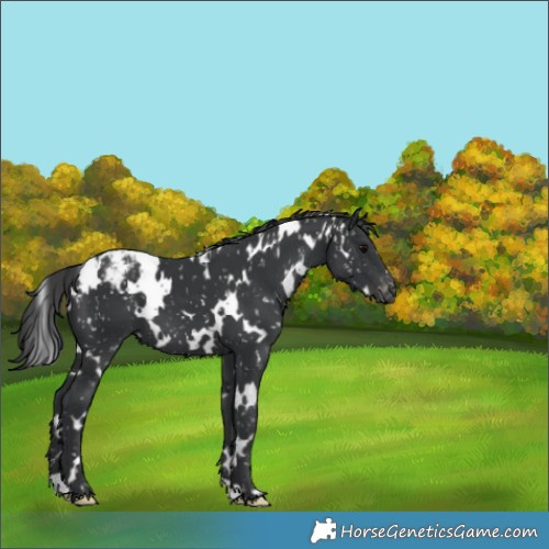 Horse Color:White Spotted Black Appaloosa 