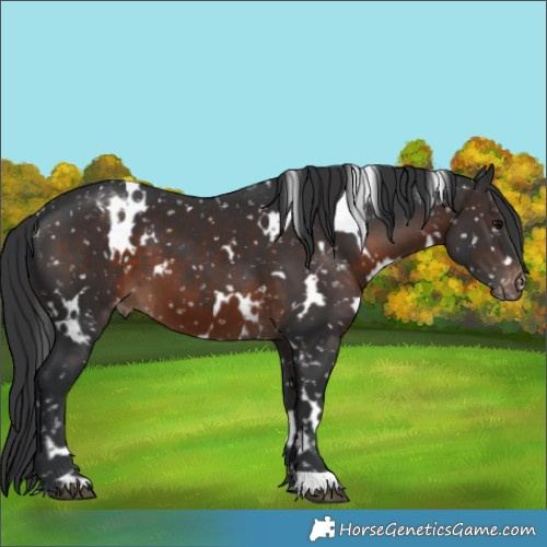Horse Color:White Spotted Brown Appaloosa 