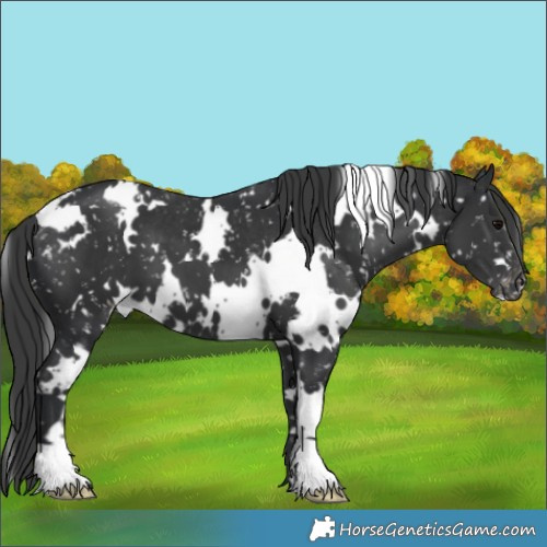 Horse Color:White Spotted Black Appaloosa