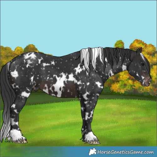 Horse Color:White Spotted Brown Appaloosa