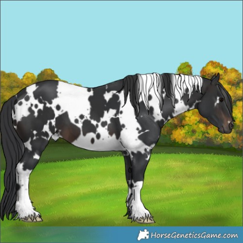 Horse Color:White Spotted Brown