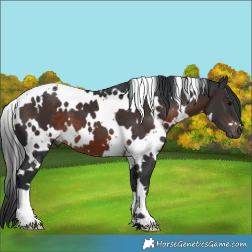 Horse Color:White Spotted Brown 
