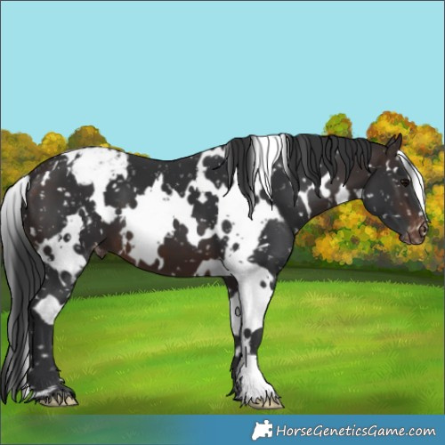 Horse Color:White Spotted Brown Appaloosa 