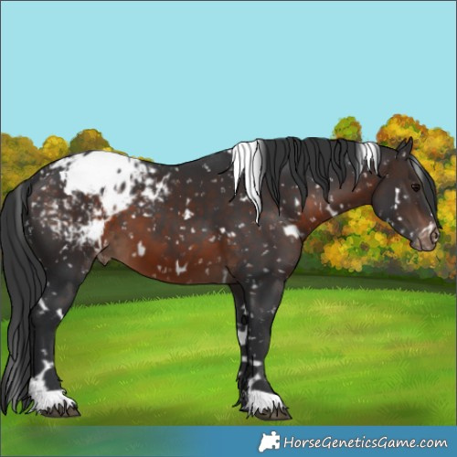 Horse Color:White Spotted Brown Appaloosa 