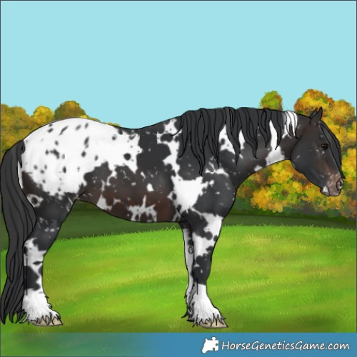 Horse Color:White Spotted Brown Appaloosa 
