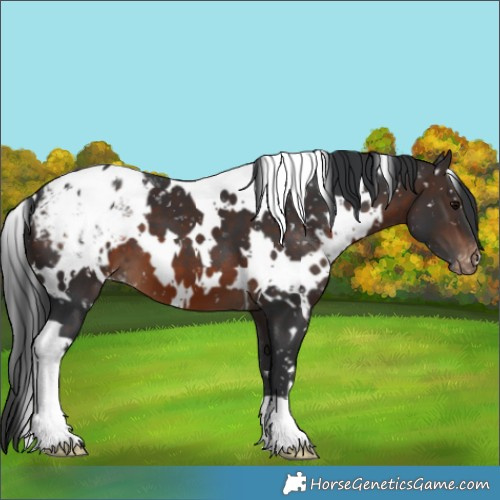 Horse Color:White Spotted Brown Appaloosa 