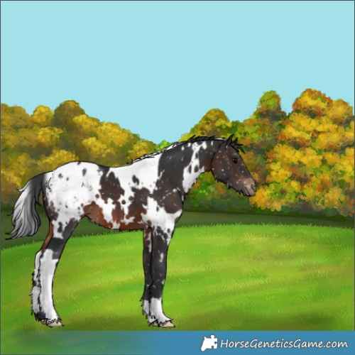 Horse Color:White Spotted Brown Appaloosa 