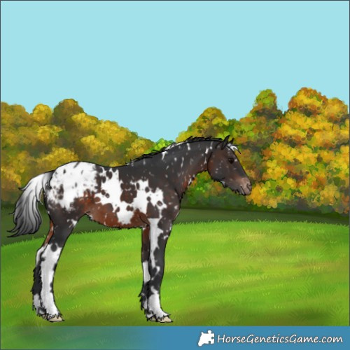 Horse Color:White Spotted Brown Appaloosa 