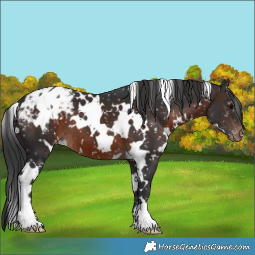 Horse Color:White Spotted Brown Appaloosa