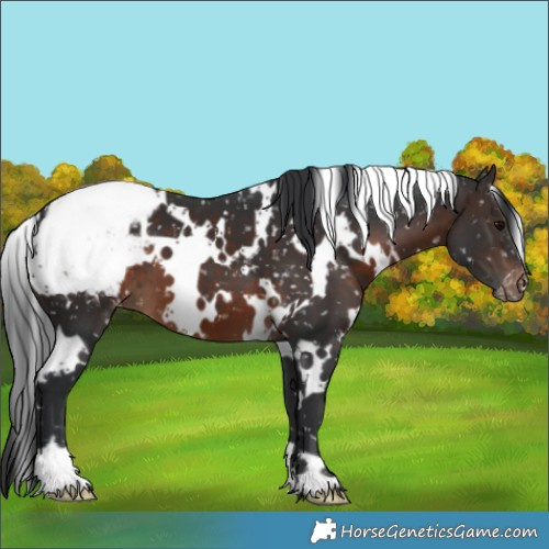 Horse Color:White Spotted Brown Appaloosa 