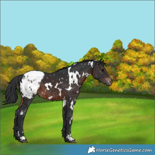 Horse Color:White Spotted Brown Appaloosa 