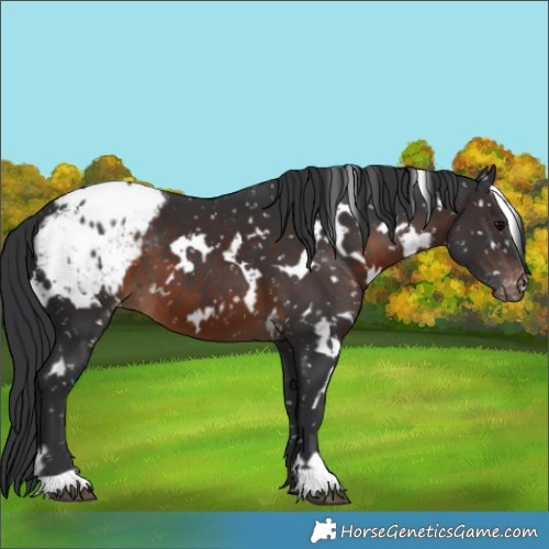 Horse Color:White Spotted Brown Appaloosa 