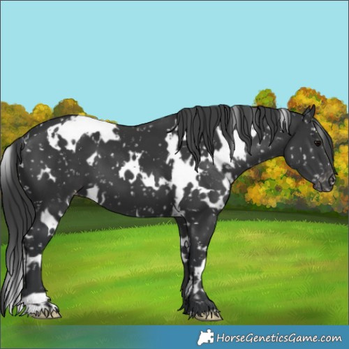 Horse Color:White Spotted Black Appaloosa 