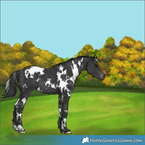 Horse Color:White Spotted Black Appaloosa 