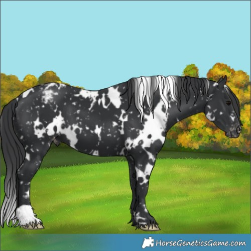 Horse Color:White Spotted Black Appaloosa 
