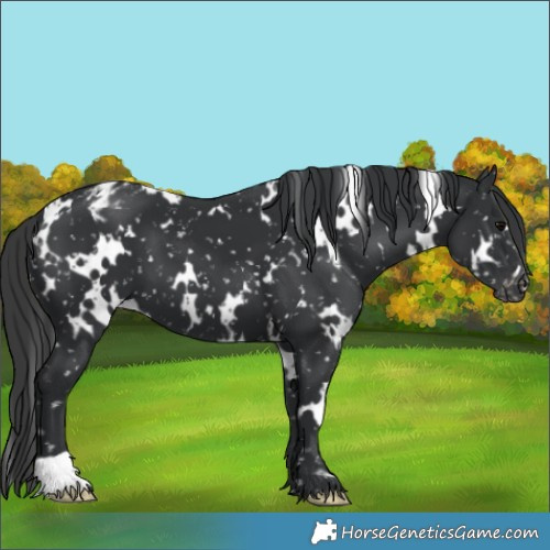 Horse Color:White Spotted Black Appaloosa 