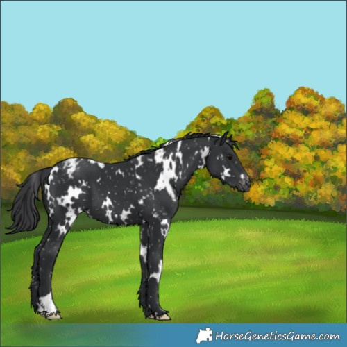 Horse Color:White Spotted Black Appaloosa 