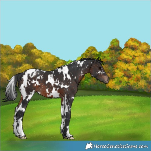 Horse Color:White Spotted Brown Appaloosa 