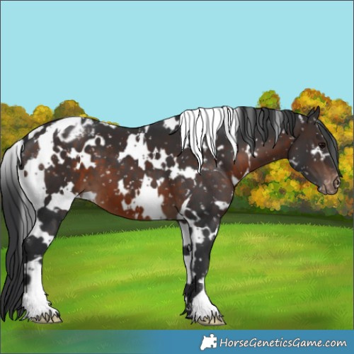 Horse Color:White Spotted Brown Appaloosa 