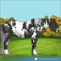 Horse Color:White Spotted Brown Snowflake Varnish
