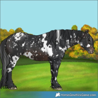 Horse Color:White Spotted Brown Snowflake Varnish