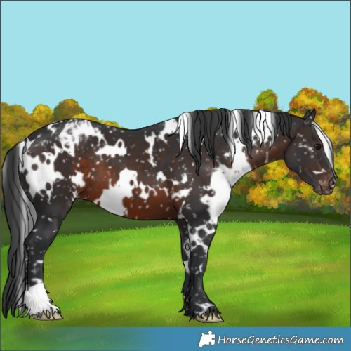 Horse Color:White Spotted Brown Appaloosa 