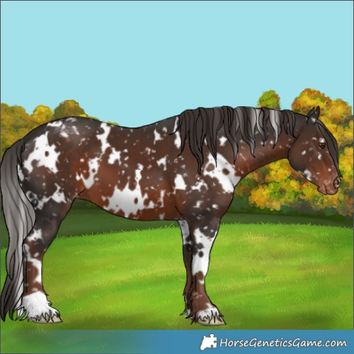 Horse Color:White Spotted Liver Chestnut Appaloosa 